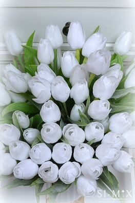 Tulipán biely