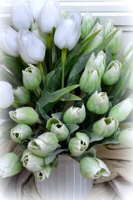 Tulipán zeleno-biely