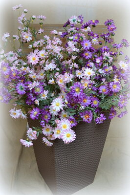 Kvet vysoký fialový 