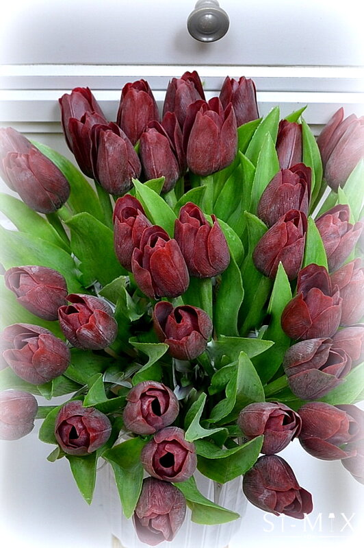 Tulipán bordový